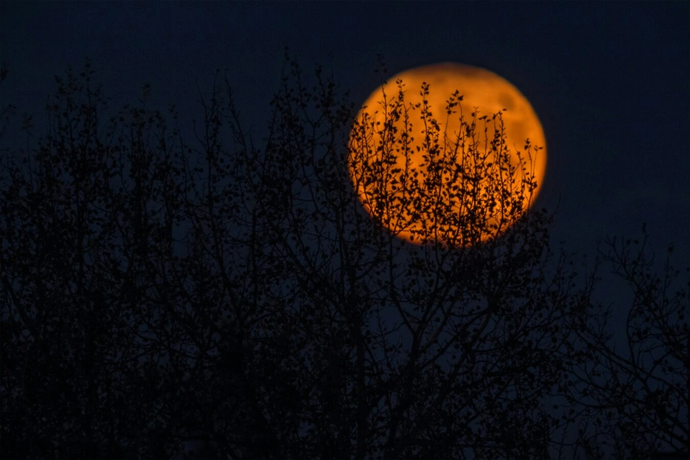 Orange full moon glows behind silhouetted tree branches in a dramatic night sky scene.