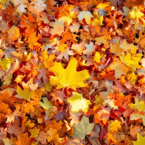 Ground covered in vibrant autumn maple leaves in shades of yellow, orange, red and brown