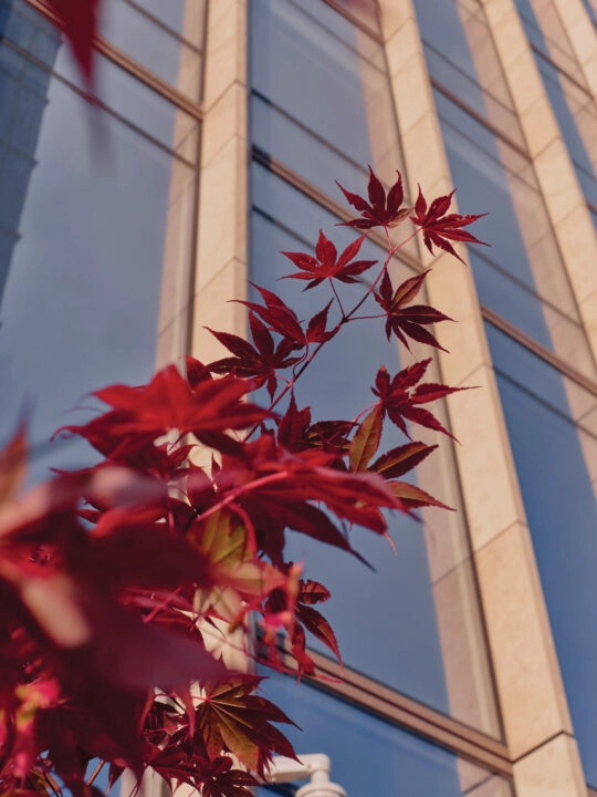 Red maple leaves in foreground with modern glass-and-stone building in urban autumn setting