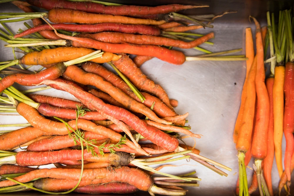 Assorted fresh carrots on metallic surface, contrasting irregular multicolored group with uniform bright orange ones